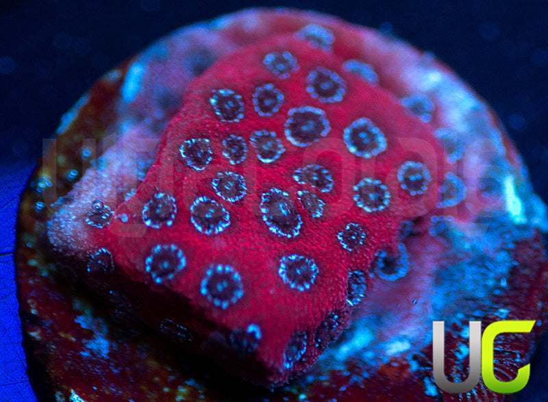 Darth Maul Porites