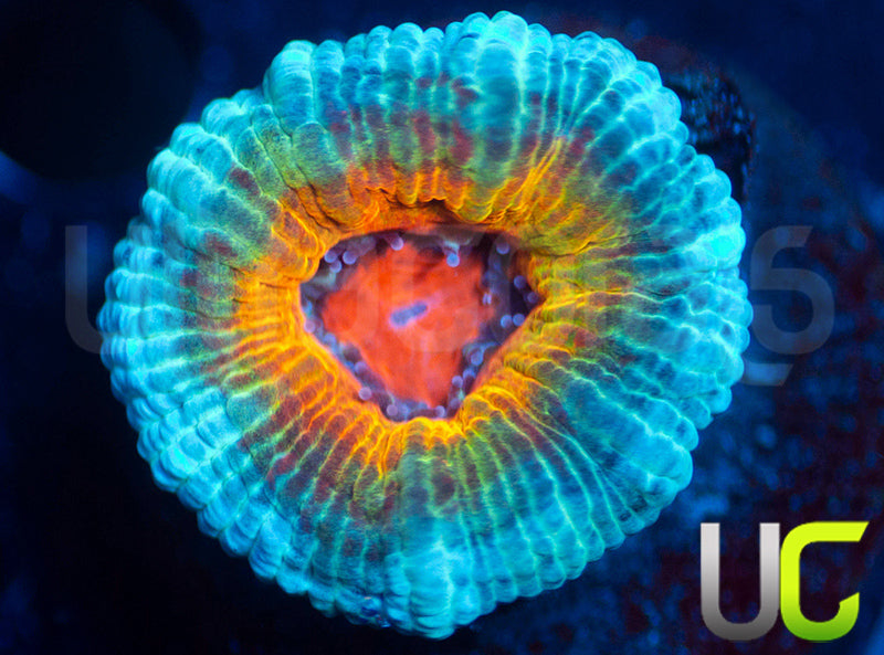 UC Blue Sabbath Micro Lord