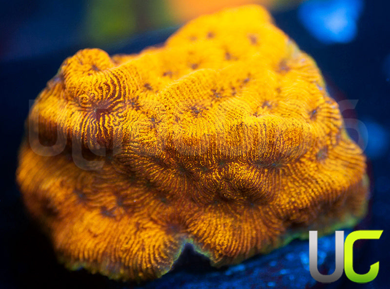 UC Golden Dragon Lepto
