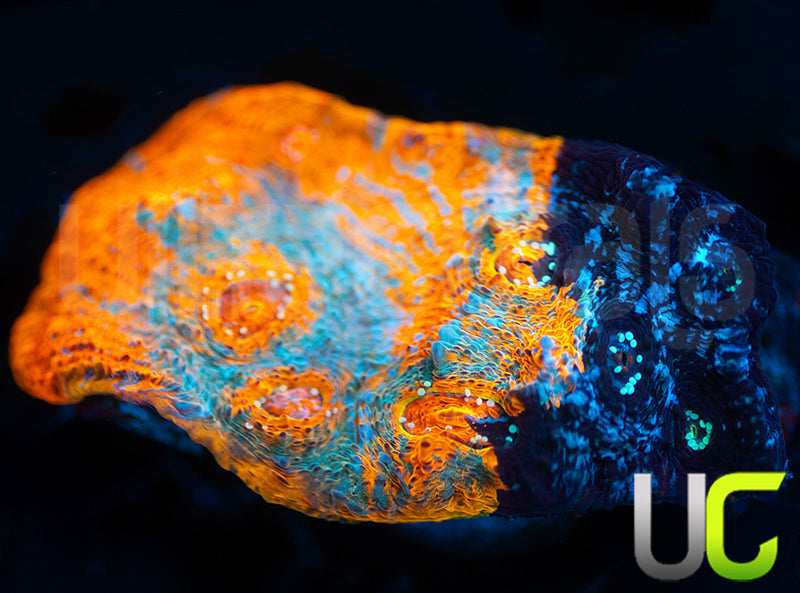 UC Face Grafted Chalice