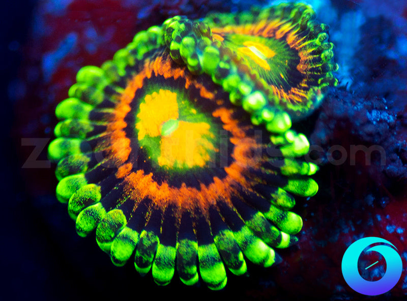 Rainbow Incinerators