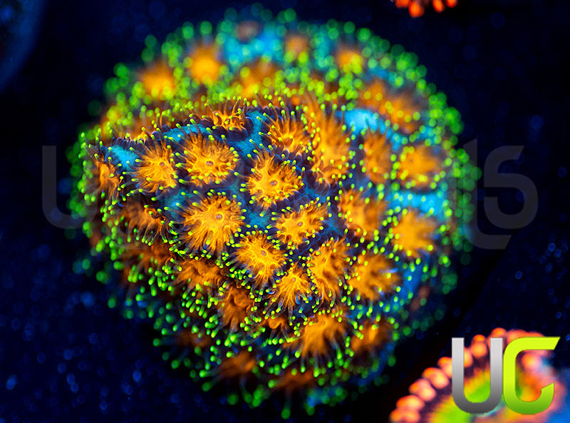 UC Lightning Tip Leptastrea