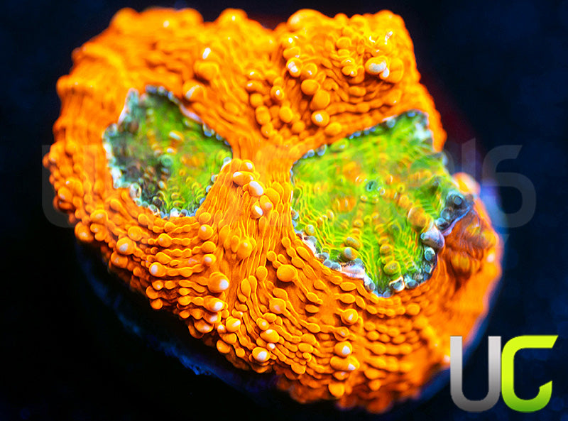 OG Pumpkin Patch Acan Echinata