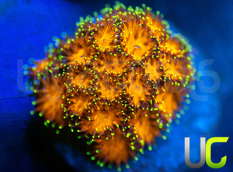 UC Lightning Tip Leptastrea