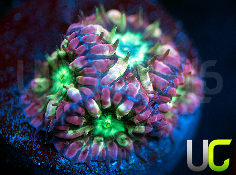 UC Hyper Gypsy Blastos