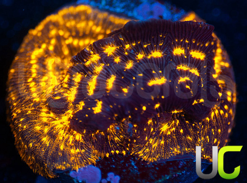 UC Blinding Lights Lepto