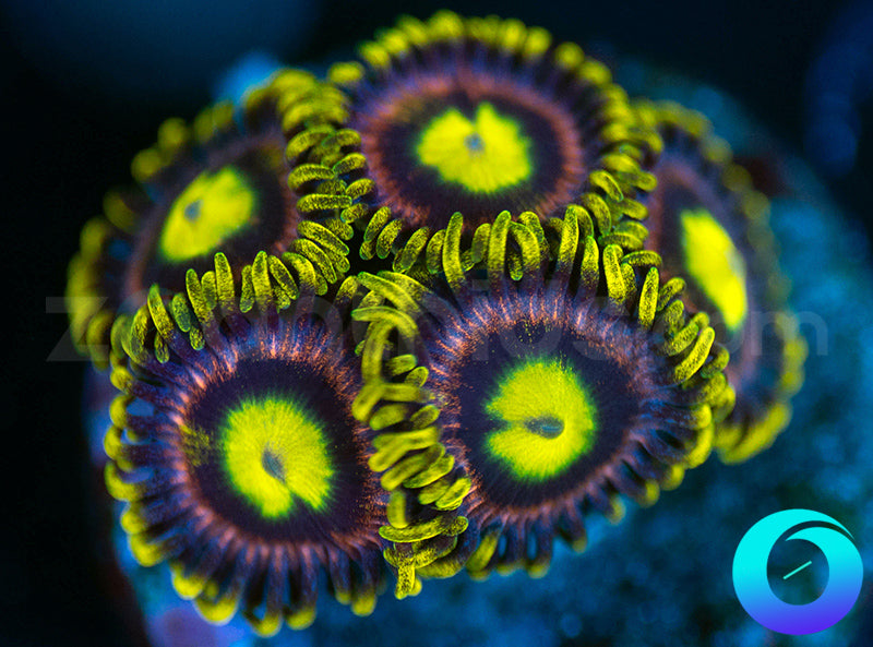 Lemon Devils