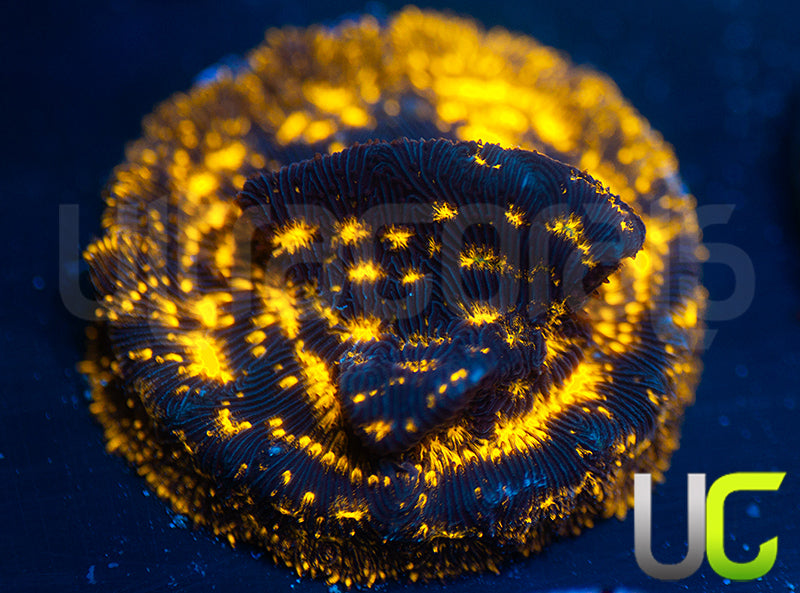 UC Blinding Lights Lepto