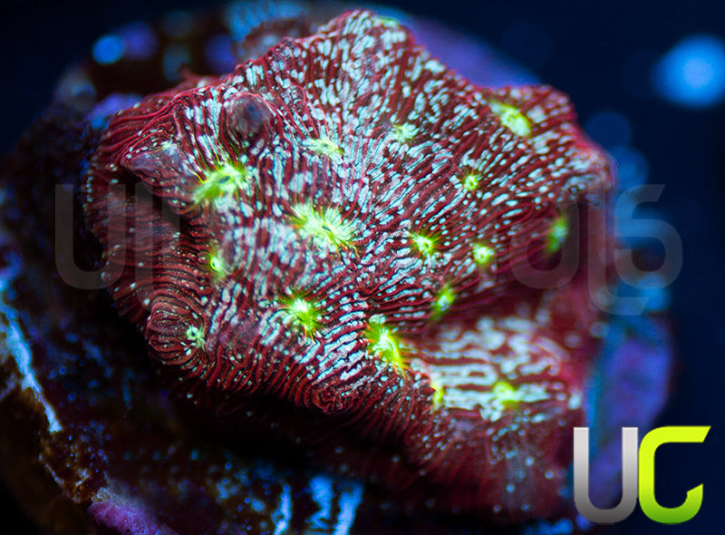 UC Red Devil Lepto