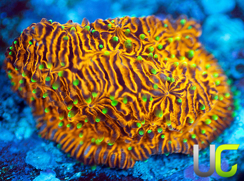 UC Fuzzy Navel Litho