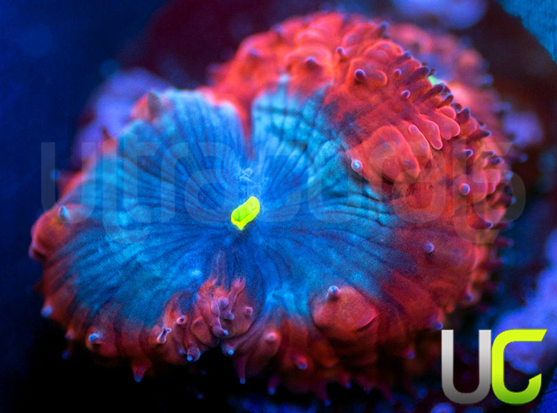 UC Forbidden Blue Blastos