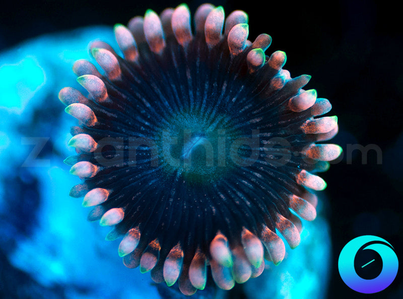 Hush Money