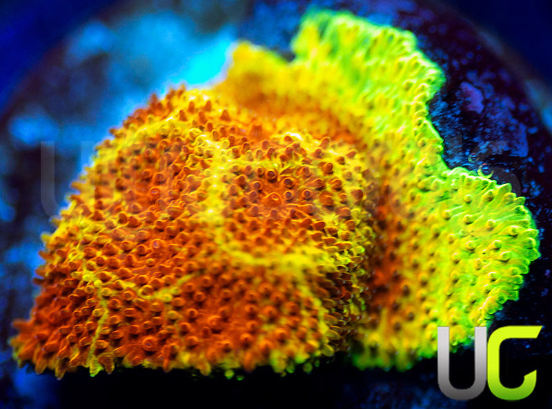 UC Wicked Ridge Psammocora