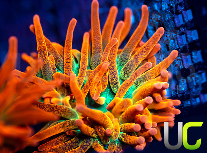 UC Funburst Anemone
