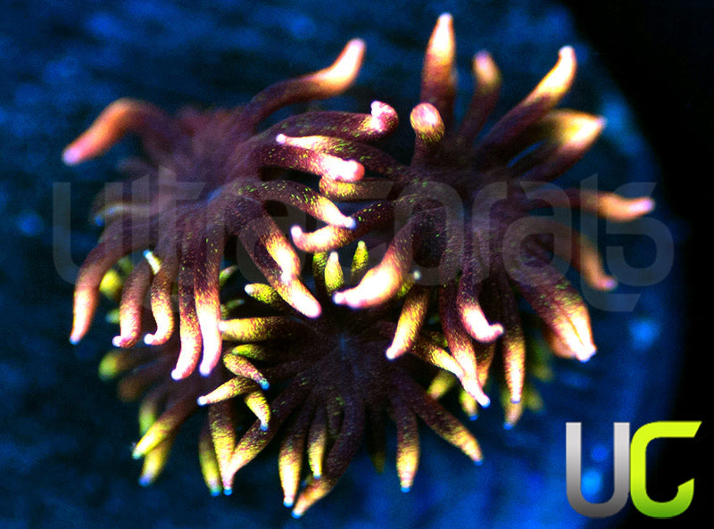 UC Everglow Goni