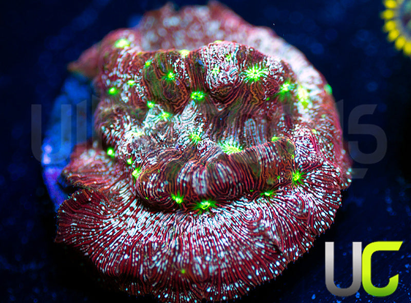 UC Red Devil Lepto