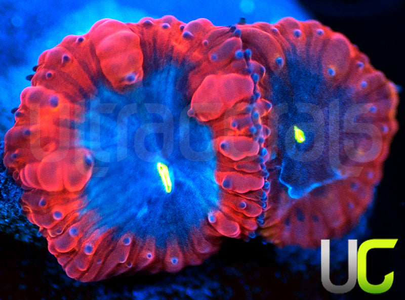 UC Forbidden Blue Blastos