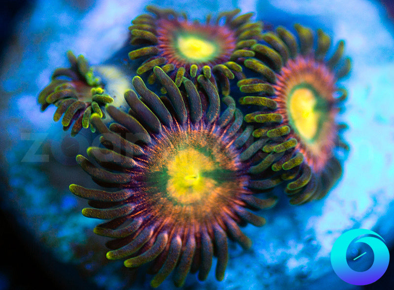 RR Kraken