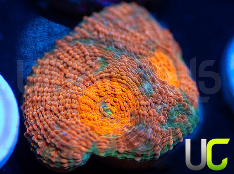 UC Liger Acan Rotundaflora