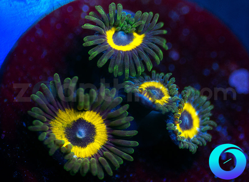 GloWorms
