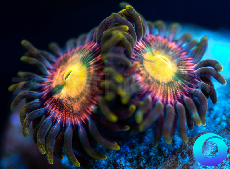 RR Kraken