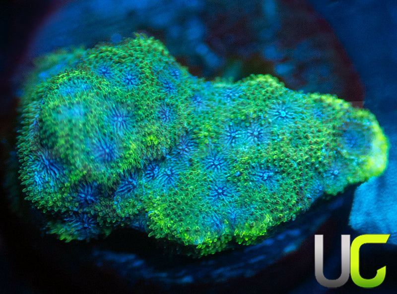 UC Toxic Constellation Psammocora