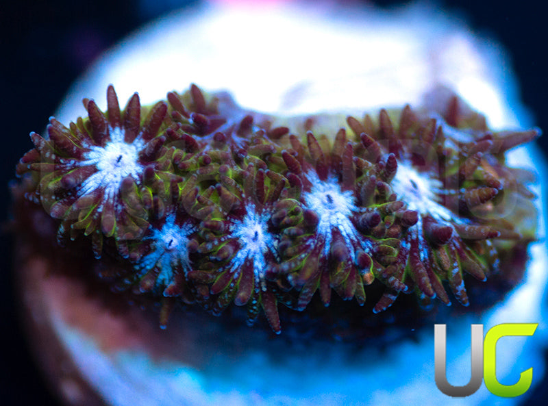UC Blue Squeeze Leptastrea