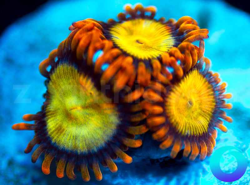 Mandarin Oranges