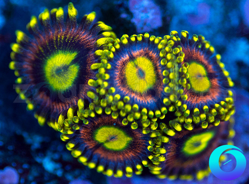 Lemon Devils