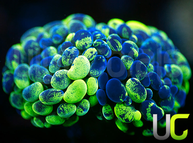 UC Bicolor Splatter Hammer