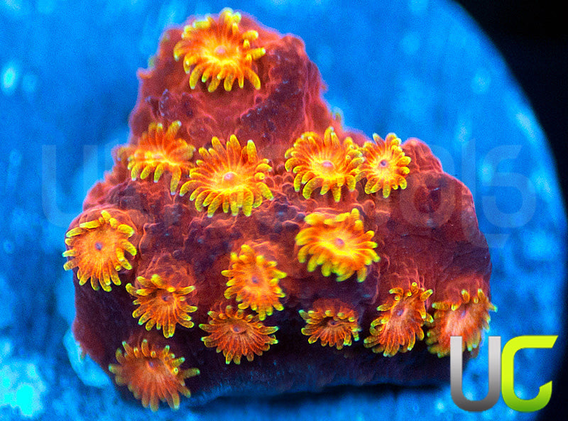 WWC Hi Cee Cyphastrea