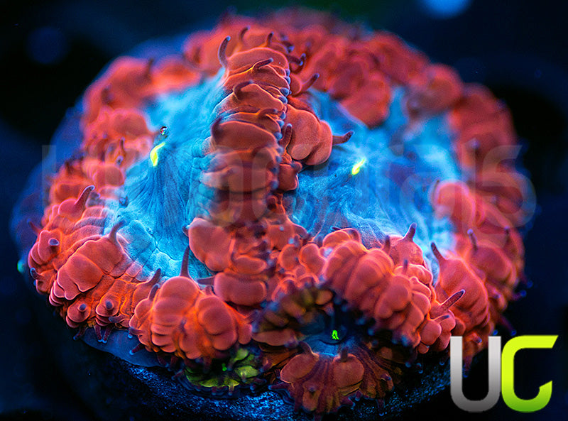 UC Forbidden Blue Blastos