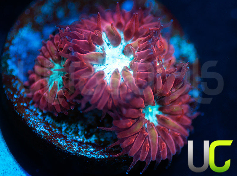 UC Azure Sky Blastos