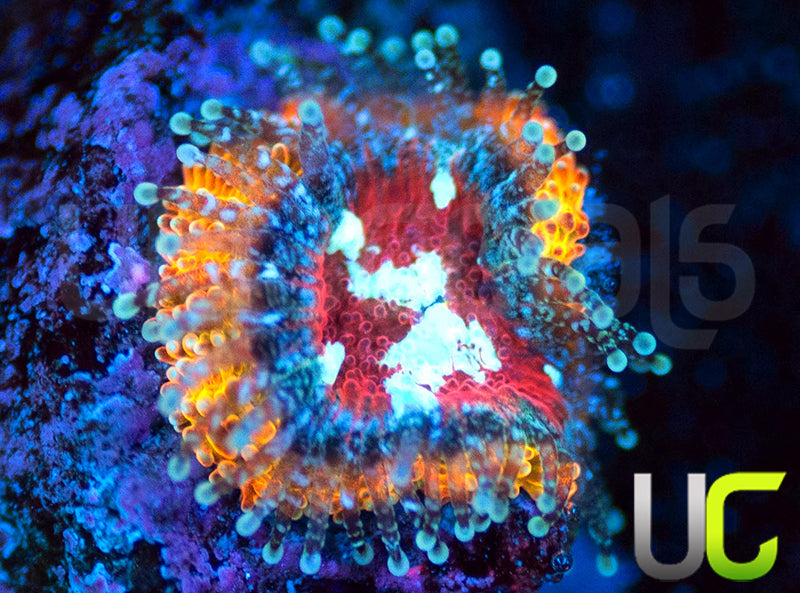 UC Sunfire Micro Amakusensis