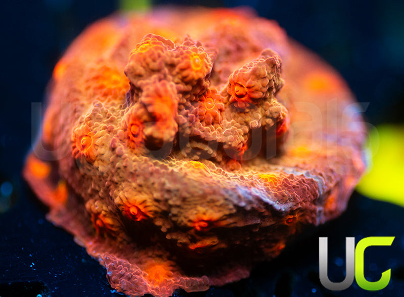 UC Jolly Roger Cyphastrea