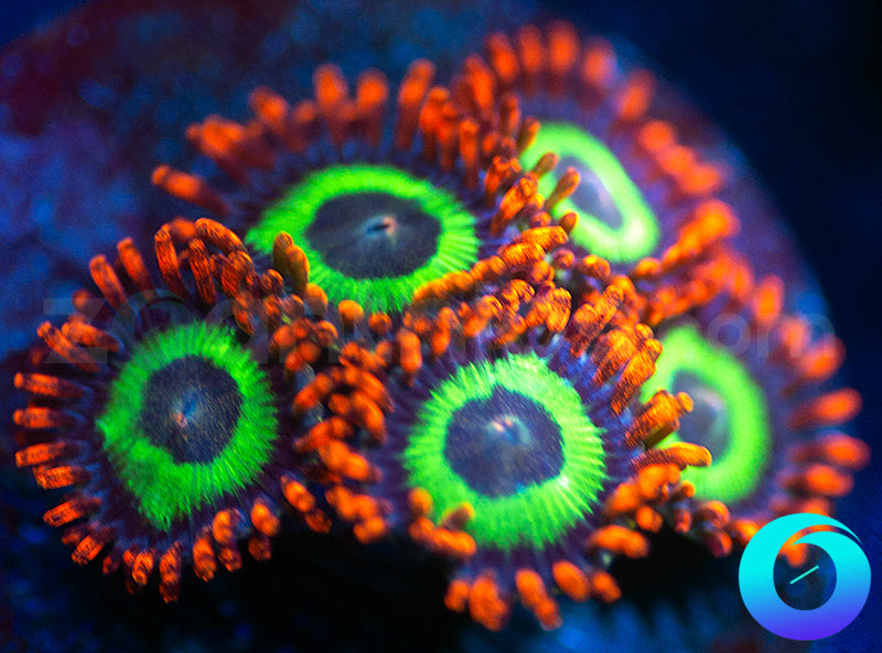 Emeralds on Fire