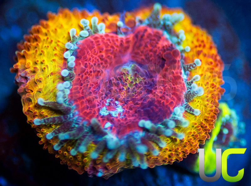 UC Sunfire Micro Amakusensis