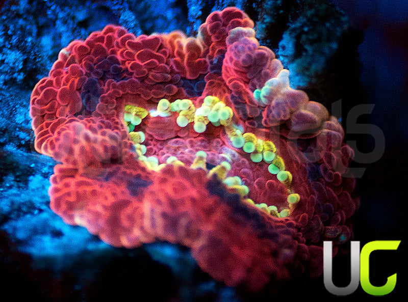 UC Suns Out Buns Out Micro Lord