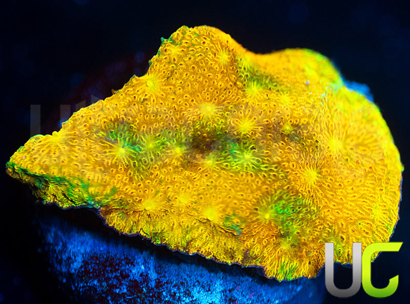 UC Grafted Psammocora