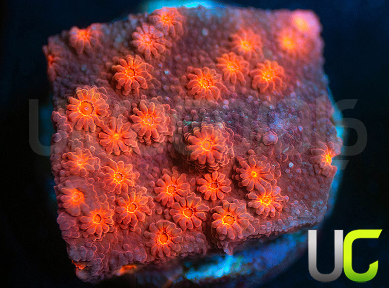 UC Rainbow Rally Cyphastrea