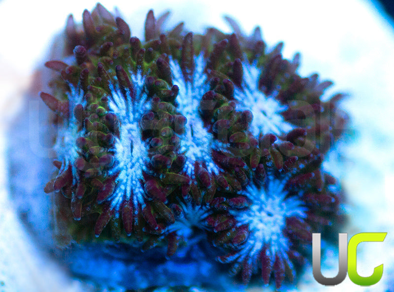 UC Blue Squeeze Leptastrea