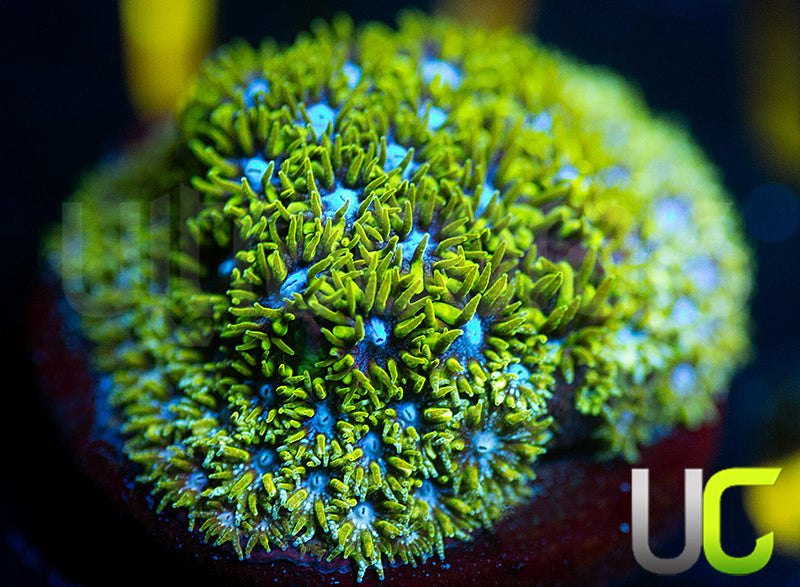 UC Blue Eyed Girl Leptastrea
