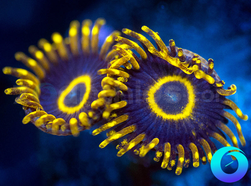Purple Hornets