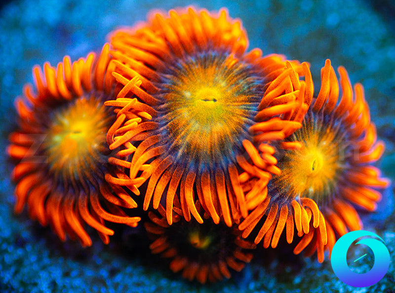 Solar Fusion