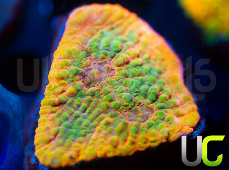 UC Shimmer and Shine Chalice