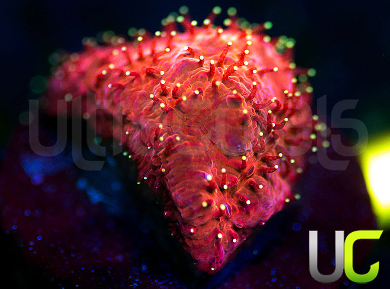 UC Fuzzy Fantasy Litho