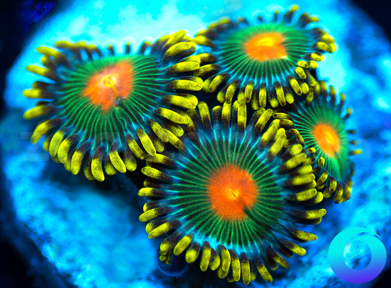 Dreamweavers