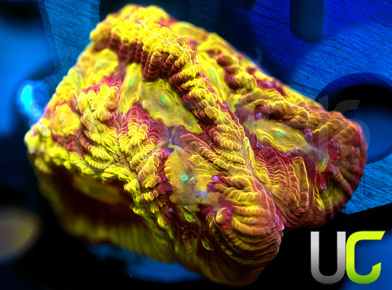 UC Golden Overkill Favites