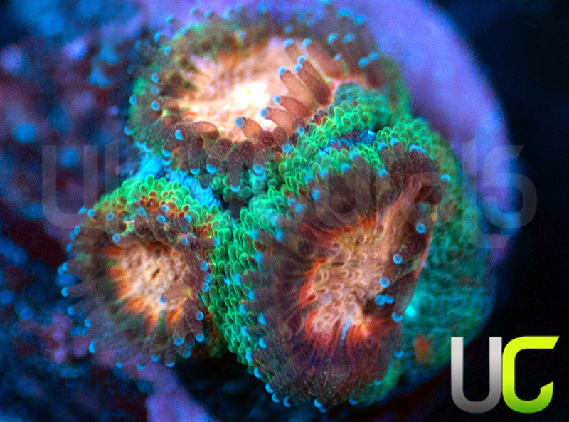 UC Pink Pinwheel Micro Amakusensis