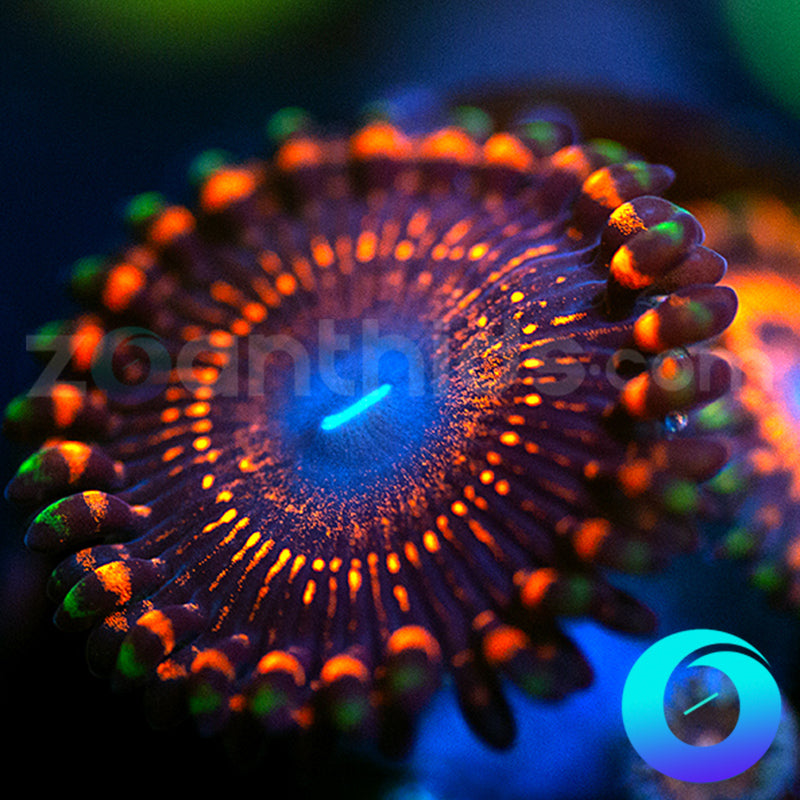 Red Skull Zoanthids